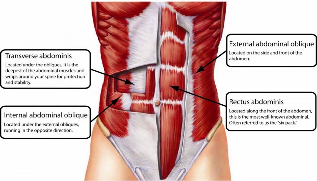 The Importance of abs for longevity Health